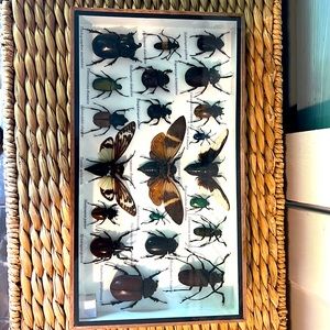 Insect shadowbox